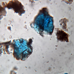 Click for hi-res image - Gurob particles of Egyptian blue