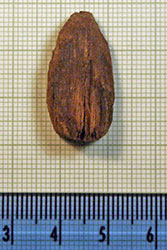 Gurob bow stempost - bird-head stem ornament Click for hi-res image - Gurob bow stempost