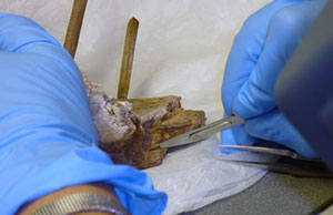 Click for hi-res image - Gurob removing sample (p.240)