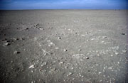 Detail of the surface at Mashkan-shapir showing both artifact scatters and traces of subsurface architecture; photo © 2004 Elizabeth C. Stone; used with permission.